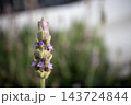 ラベンダーの蕾と開花し始めた紫色の花 143724844
