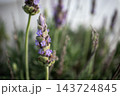 ラベンダーの蕾と開花し始めた紫色の花 143724845