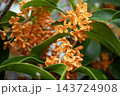 鮮やかなオレンジ色の花を咲かせた満開のキンモクセイ 143724908