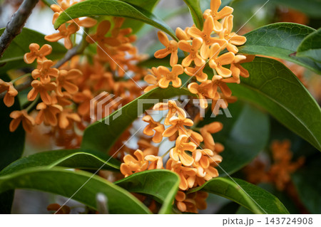 鮮やかなオレンジ色の花を咲かせた満開のキンモクセイ 鮮やかなオレンジ色の花を咲かせた満開のキンモクセイ 143724908