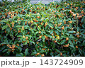 鮮やかなオレンジ色の花を咲かせた満開のキンモクセイ 143724909
