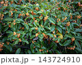 鮮やかなオレンジ色の花を咲かせた満開のキンモクセイ 143724910