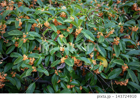 鮮やかなオレンジ色の花を咲かせた満開のキンモクセイ 143724910