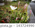 道端に凛と咲く白いタマスダレ（レインリリー）の花 143724990