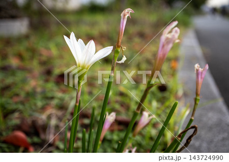 道端に凛と咲く白いタマスダレ（レインリリー）の花 143724990