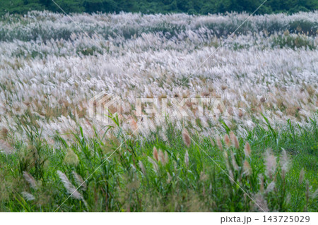 Wild sugar cane flowers blooming along riverbank in Tainan, Taiwan 143725029