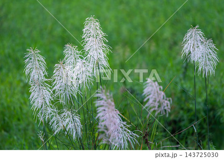 White wild sugarcane flowers blooming by riverbank in autumn White wild sugarcane flowers blooming by riverbank in autumn 143725030