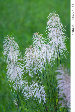 White wild sugarcane flowers blooming in Tainan, Taiwan 143725031