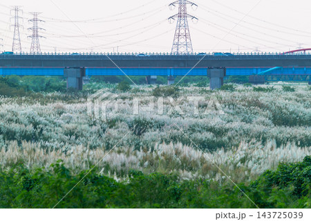 Wild silver grass field in autumn afternoon, Tainan, Taiwan Wild silver grass field in autumn afternoon, Tainan, Taiwan 143725039