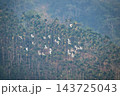 Flock of white egrets flying over mountain forest in Meishan 143725043