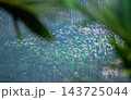 Flock of white egrets flying over green forest in Meishan, Taiwan 143725044