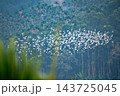 Flock of white egrets flying over green forest in Chiayi, Taiwan 143725045