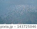 Flock of white egrets flying over betel nut tree forest in Chiayi, Taiwan 143725046
