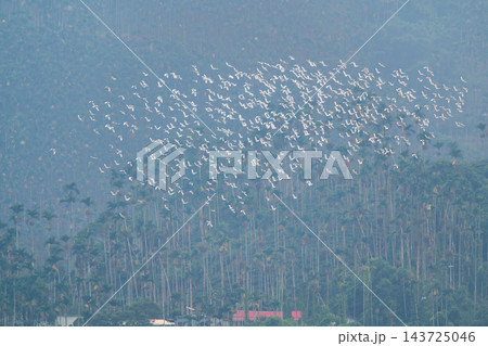 Flock of white egrets flying over betel nut tree forest in Chiayi, Taiwan Flock of white egrets flying over betel nut tree forest in Chiayi, Taiwan 143725046