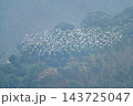 Large flock of egrets flying over mountain forest in Chiayi, Taiwan 143725047