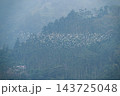 Flock of white egrets flying over green forest in Meishan 143725048