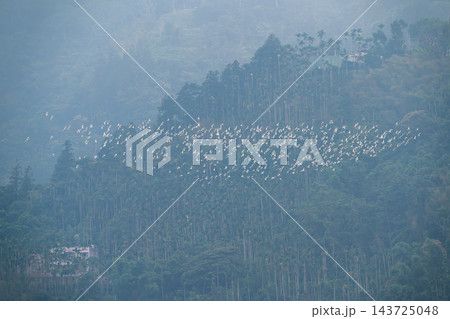 Flock of white egrets flying over green forest in Meishan Flock of white egrets flying over green forest in Meishan 143725048