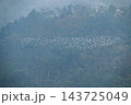 Flock of egrets flying over mountain forest in Chiayi, Taiwan 143725049