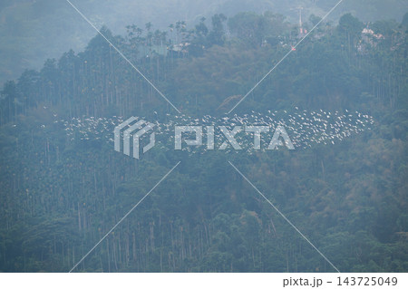Flock of egrets flying over mountain forest in Chiayi, Taiwan Flock of egrets flying over mountain forest in Chiayi, Taiwan 143725049