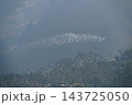 Flock of white egrets flying over mountain forests in Chiayi, Taiwan 143725050