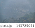 Migrating Egrets in Meishan, Chiayi 143725051