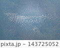 Migrating Egrets in Flight over Meishan, Taiwan 143725052