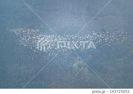 Migrating Egrets in Flight over Meishan, Taiwan Migrating Egrets in Flight over Meishan, Taiwan 143725052
