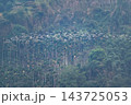Flock of migratory egrets flying over green forest in Meishan, Taiwan 143725053