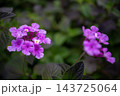 鮮やかに咲く薄紫色のコバノランタナの花 143725064