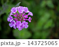 鮮やかに咲く薄紫色のコバノランタナの花 143725065