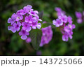 鮮やかに咲く薄紫色のコバノランタナの花 143725066