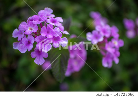 鮮やかに咲く薄紫色のコバノランタナの花 143725066