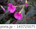 鮮やかなピンク色の花を咲かせたオキザリス・ボウィエイ 143725075