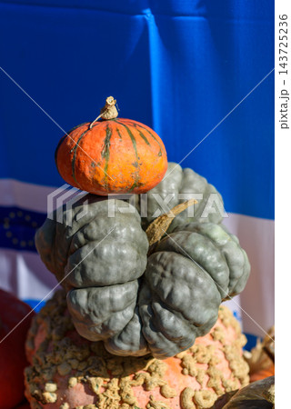 A close-up photograph showcasing three uniquely shaped pumpkins against a vibrant blue backdrop 143725236