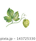 Botanical illustration of a green hop cone hanging from a delicate curling stem with broad, lobed green leaves 143725330