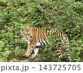 Amur tiger (tigress). Tigress Taiga is the sister of the tiger Amur. 143725705