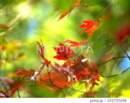 鮮やかな紅葉 鮮やかな紅葉 143725896
