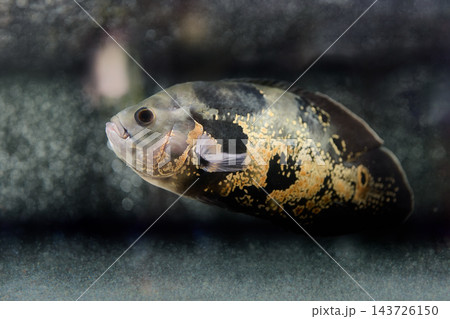 An Oscar cichlid swims above the gravel in an aquarium, with dark rocks visible behind it 143726150