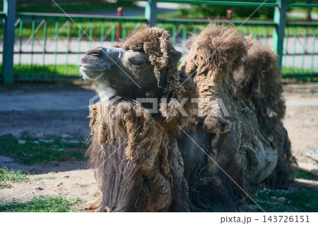 A Bactrian camel sits on the ground beside a green metal fence at a zoo during the day A Bactrian camel sits on the ground beside a green metal fence at a zoo during the day 143726151