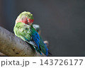 A green and blue parrot perches on a branch beside another bird against a dark background, with no location or time provided 143726177