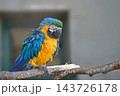A blue and yellow macaw sits on a branch in a bird enclosure, with a gray wall behind it during the day 143726178
