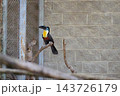 A toucan sits on a branch in a mesh enclosure beside a stone block wall during the day 143726179