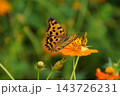 レトロな街並み 143726231