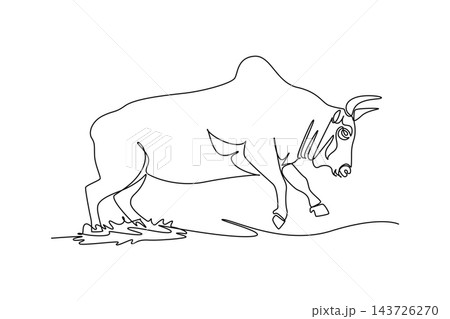 Single continuous line drawing wild zebu bull with distinct hump walking forward with head bowed low, pointed horns, muscular neck folds, sturdy hoove. One line draw graphic design vector illustration 143726270