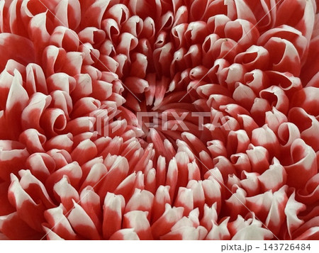 Red and White Chrysanthemum Flower Close Up Red and White Chrysanthemum Flower Close Up 143726484