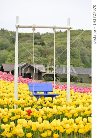 国営越後丘陵公園の花の丘に広がるチューリップ(新潟県長岡市) 国営越後丘陵公園の花の丘に広がるチューリップ(新潟県長岡市) 143727070