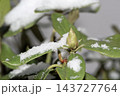 Close-up of rhododendron bud and leaves covered by snow 143727764