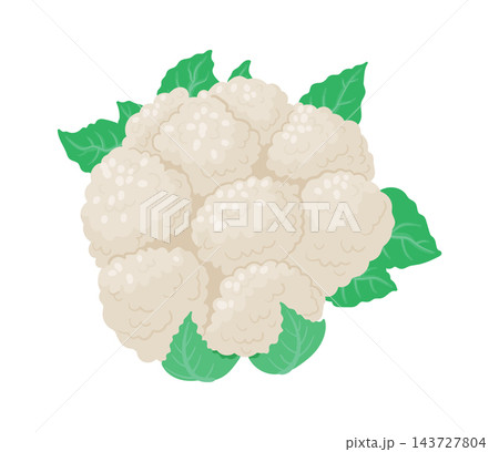 Cauliflower Head With Leaves Cartoon Cauliflower Head With Leaves Cartoon 143727804
