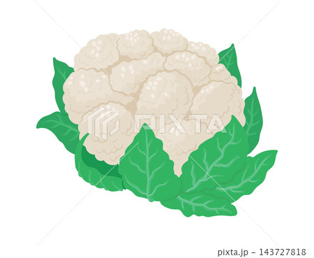 Cauliflower Head With Leaves Cartoon 143727818