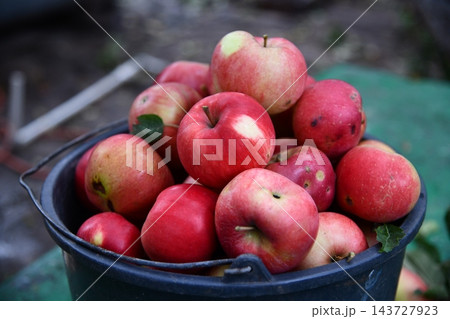 Man and woman picking apples. Lady holding basket near tree. Our rich harvest. Man and woman picking apples. Lady holding basket near tree. Our rich harvest. 143727923
